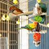 Bird Parrot Swing Chew Toy view 2