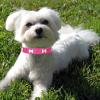 HALFSUMO Leather Dog Collar and Leash Combo Set, Adjustable, Rose, M view 2