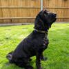 Battersea Reflective Dog Collar, Orange, L view 4