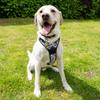 Battersea Dog Harness, Size L view 4