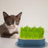 OSALADI Plastic Hydroponic Planter Box for Catnip, Pink view 4