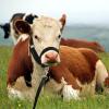 Hillban Adjustable Cow Halter with Lead Rope, Small, Black view 4