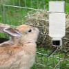 Dubbulon 2-Pack Rabbit Water Bottles, 350 mL Hanging Automatic Dispensers for Small Pets view 3