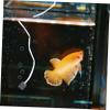 Mikikit USB Aquarium Air Pump view 2