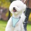 Dog Harness for Small, Medium, and Large Dogs - No Pull, Adjustable view 2