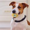 Pologmase Puppy Plush Toy view 3