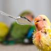 JPSDOWS Parrot Feeding Spoons - 10 Pack Stainless Steel view 3