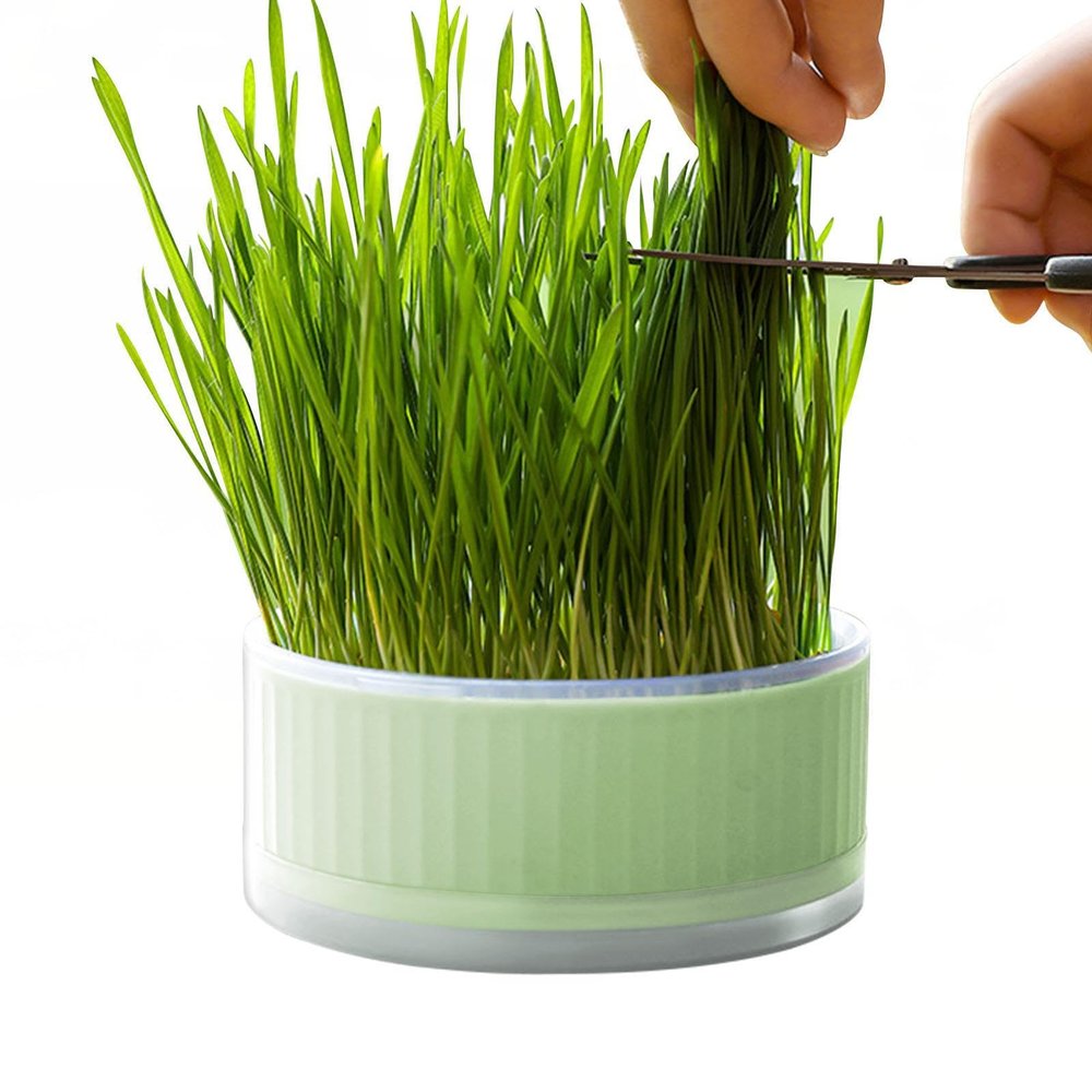 Shenrongtong Cat Grass Planter