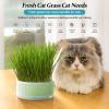 Shenrongtong Cat Grass Planter view 2