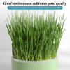 Shenrongtong Cat Grass Planter view 4