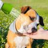 Portable Water Bottle Shower Head view 3