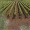 Tapaz - Tempranillo Red Wine in Bag-in-Box, from Spain (1 x 2.25 L) view 4
