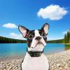 Dog Shock Collar Replacement Strap - GPS Receiver - Adjustable Straps for Small to Large Dogs view 4