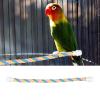 Qcwwy Bird Rope Perch view 2