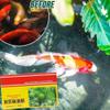 INXKED Aquarium Purifying Powder, 5 Boxes view 4