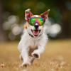 Windproof Dog Goggles, Waterproof Sunglasses for Dogs | Adjustable Eye-Protection Sunglasses for Cycling, UV and Dust Protection for Jildouf view 2
