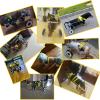 Dog/Cat Wheelchair for Hind-Leg Disabilities, Adjustable Aluminum, Size 7 (XXL) view 2