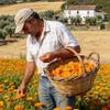GreenValence Calendula Petals from Portugal, 100% Natural, Sun-Dried, 200 g view 4