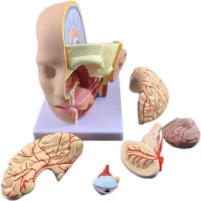Head Anatomy and Cerebral Artery Teaching Model, 4-Piece Removable Brain Model