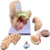 Head Anatomy and Cerebral Artery Teaching Model, 4-Piece Removable Brain Model view 1