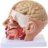 Head Anatomy and Cerebral Artery Teaching Model, 4-Piece Removable Brain Model view 2