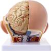 Head Anatomy and Cerebral Artery Teaching Model, 4-Piece Removable Brain Model view 3