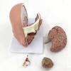 Head Anatomy and Cerebral Artery Teaching Model, 4-Piece Removable Brain Model view 4