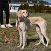 Dingo Dog Training Lead, 5 m, Orange, with Handle view 3