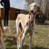 Dingo Dog Training Lead, 5 m, Orange, with Handle view 4