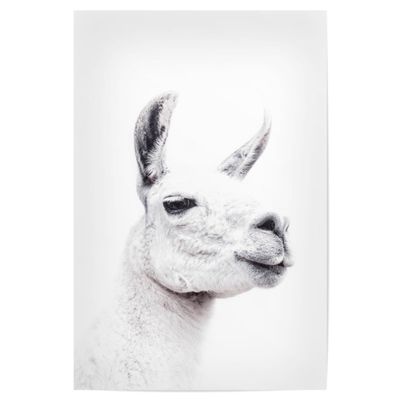artboxONE Poster 75 x 50 cm, Llama & Alpaca Animals, Llamas Face