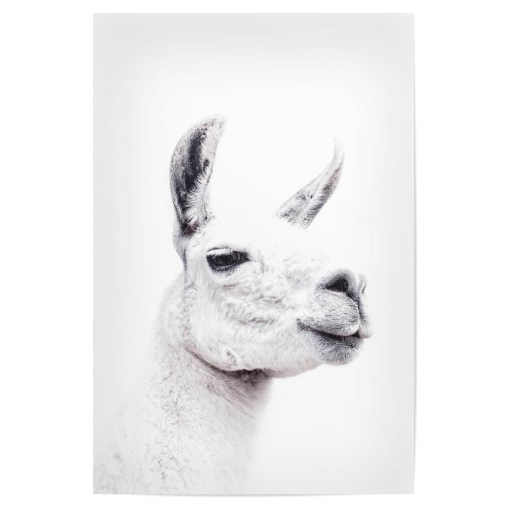 artboxONE Poster 75 x 50 cm, Llama & Alpaca Animals, Llamas Face