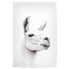 artboxONE Poster 75 x 50 cm, Llama & Alpaca Animals, Llamas Face view 1