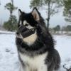 Muzzle for Large Dogs - Comfortable Muzzles with Reflective Straps view 2
