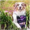 SnackOMio - Premium Dog Chew - Crunchy Chicken Chew Spiral, 110g view 3