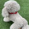 Newtensina Dog Collar with Bow and Rhinestones, for Small Dogs, Red, Size S view 4