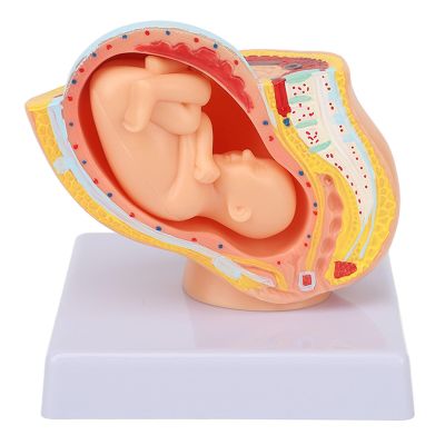 Pregnancy Model of the Female Pelvis with 9-Month Fetus