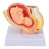 Pregnancy Model of the Female Pelvis with 9-Month Fetus view 1