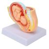 Pregnancy Model of the Female Pelvis with 9-Month Fetus view 2