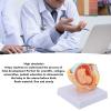 Pregnancy Model of the Female Pelvis with 9-Month Fetus view 3
