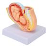 Pregnancy Model of the Female Pelvis with 9-Month Fetus view 4