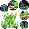 WZTCIBUR Aquarium Plants - 10 Pack view 4