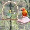 Bird Swing with Hanging Bell view 3