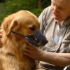 Eastuy Dog Muzzle - Anti-Barking Muzzle for Dogs view 3