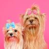 20-Piece Pet Hair Bows with Rubber Bands view 2