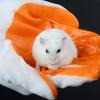 HUFFA Bite-Resistant Gloves for Handling Animals and Bird Training view 4