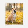 3D English Bulldog Plush Sherpa Blanket, 100 x 130 cm view 3