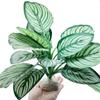 Reptile Terrarium Decor, Artificial Calathea Plant for Crested Geckos view 2