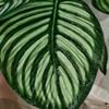 Reptile Terrarium Decor, Artificial Calathea Plant for Crested Geckos view 3