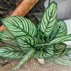 Reptile Terrarium Decor, Artificial Calathea Plant for Crested Geckos view 4