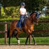 Presteq PerformNow Navy Saddle Pad - Dressage Full/WB view 3